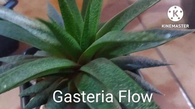Gasteria#dicas #de#cultivo minha pequena#colecao смотреть онлайн