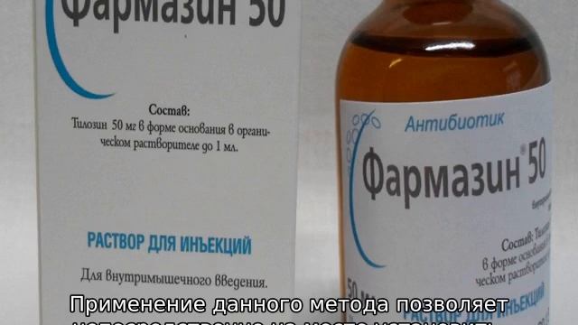 Микоплазмоз у кур смотреть онлайн