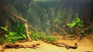 Не обработанные коряги в аквариуме