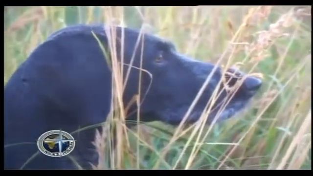 Утиная охота с собакой смотреть онлайн