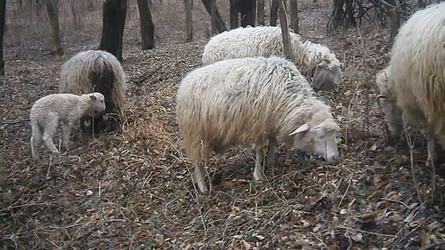 Совместное содержание коз и овец смотреть онлайн