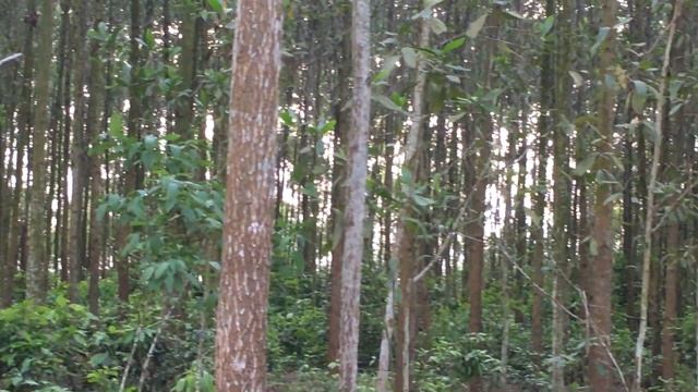 Introducing the beautiful Melaleuca forest смотреть онлайн