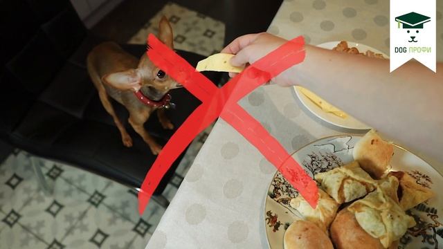 Первые дни щенка Русского тоя в новом доме