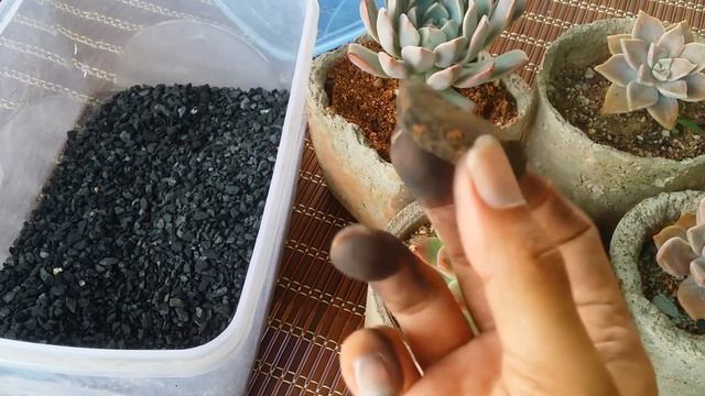 || CHARCOAL VS ACTIVATED CHARCOAL FOR SUCCULENTS || SUCCULENTS CARE TIPS || смотреть онлайн