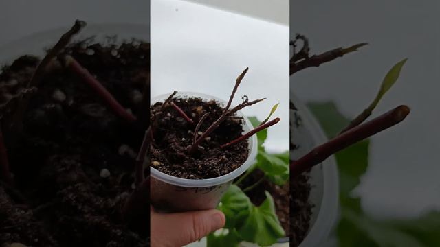 эй!!!! Пеларгонии!!!! на старт!!! 😍 /Милый сердцу бардачок.. / смотреть онлайн