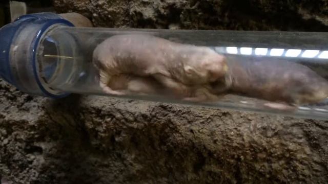 ハダカデバネズミ・Heterocephalus glaber смотреть онлайн