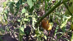 Томат Сибирские шаньги