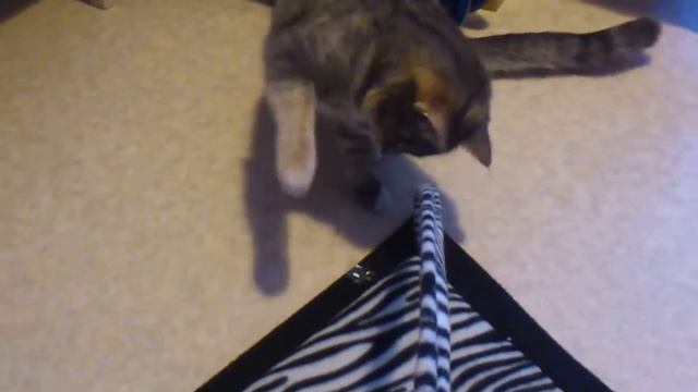 Qwerks Kitty Bubbles IncrediBubbles смотреть онлайн