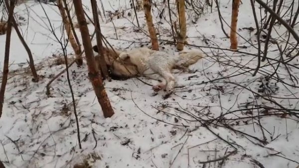 Охота на волка петлями, Декабрь 2020/Wolf hunt with noose, December 2020