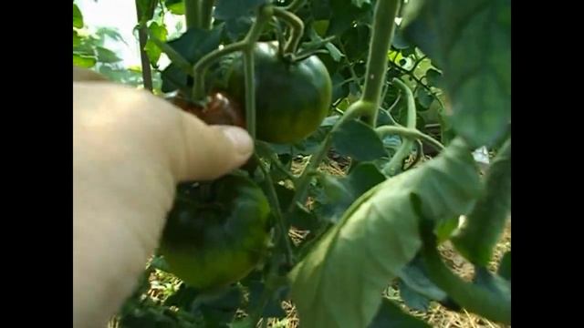 ТОМАТЫ В ТЕПЛИЦЕ смотреть онлайн