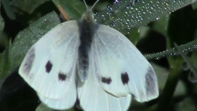 Alentejo (Portugal) Pieris brassicae, borboleta da couve, Cabbage Butterfly, Großer Kohlweißling, смотреть онлайн