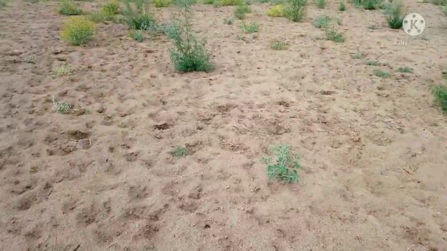 Засуха в Казахстане. Смотрим поле под посев люцерны Джея в песках . смотреть онлайн