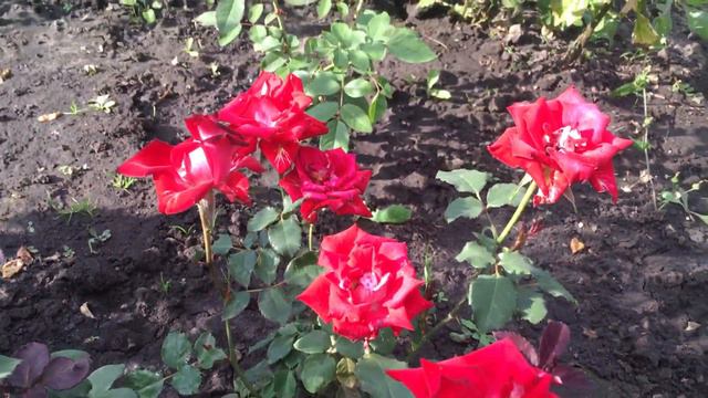 Роза «Альянс» смотреть онлайн