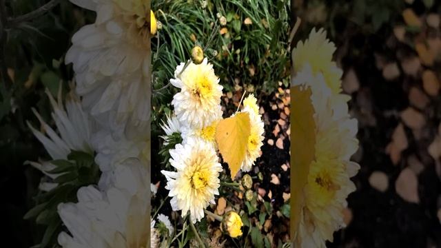 "Приключения осеннего листочка"- Катя Шабанова смотреть онлайн