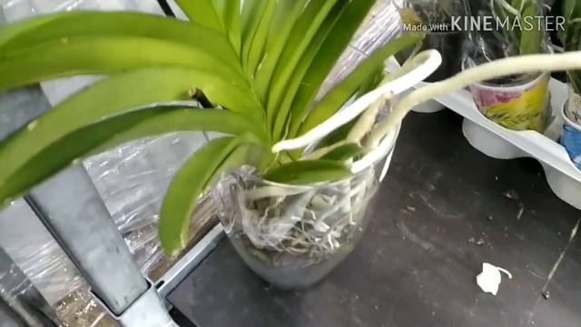 Оби, ОзМолл, обзор орхидей декабрь 2019 смотреть онлайн