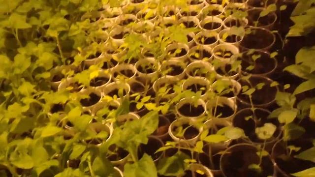 Теплица дома. Часть 3. Выращивание рассады перца, томатов, однолетних цветов. ДНАТ 250. смотреть онлайн