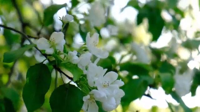 3 часа красивой фортепианной музыки Сна Музыка, Осенний сон, Расслабляющая музыка, Спящая музыка смотреть онлайн