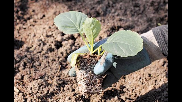 Чем подкормить капусту после высадки в открытый грунт и теплицу смотреть онлайн