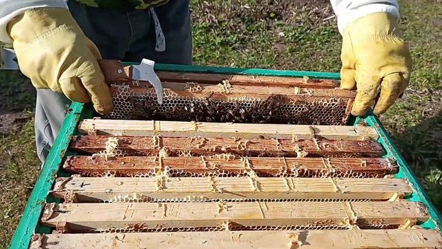 Метим МАТКУ ! Матка убегает и Пищит ! Как сеет молодая матка пчёл ! honey bee queen ! смотреть онлайн