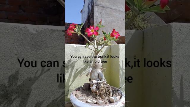 Adenium flowering started смотреть онлайн