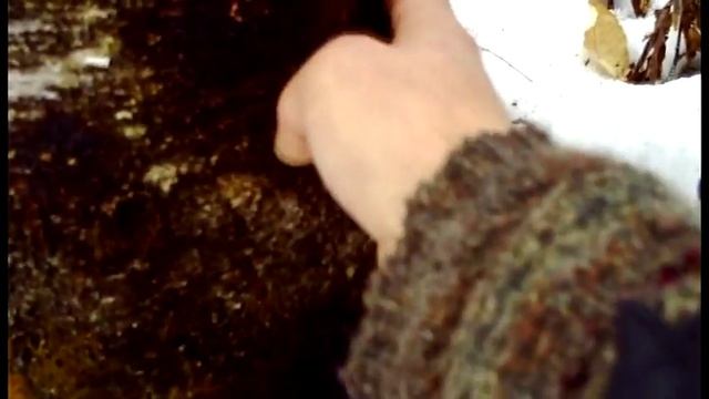 Chaga Mushroom (Cancer fighting mushroom) смотреть онлайн