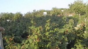 сколько можно собрать малины с 1 сотки сколько малины можно собрать Малина как Бизнес