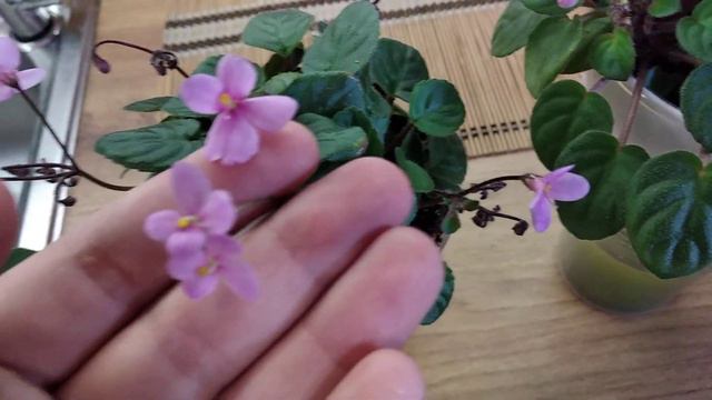 Pixie Blue та його пара Pixie Pink, Always Pink смотреть онлайн