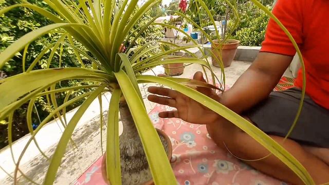 Ponytail গাছের যত্ন||Ponytail Plant Care||Elephant's Foot Plant||Nolina Palm||Sobuj Basanto|