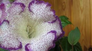 Глоксиния – особенности выращивания в домашних условиях.