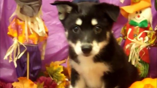 MALE POMSKI (POMERANIAN X SIBERIAN HUSKY) смотреть онлайн