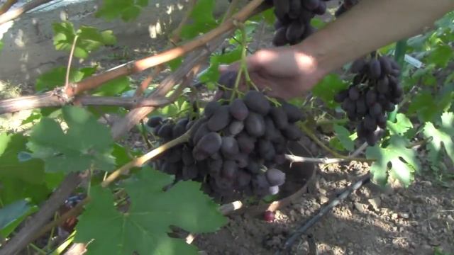 @Виноград 2019 Виноград Алвика Отзыв о винограде смотреть онлайн