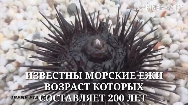 ДОЛГОЖИТЕЛИ ЗЕМЛИ.. смотреть онлайн