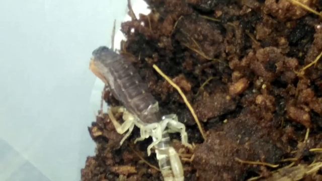 Линька Lychas tricarinatus смотреть онлайн
