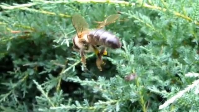 Паук крестовик. Ловчая сеть ! Spider hunts! смотреть онлайн