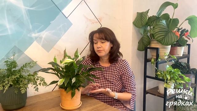 Почему не цветет спатифиллум? Как заставить цвести спатифиллум смотреть онлайн