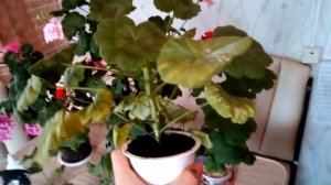 ВОТ ПОЧЕМУ ГЕРАНЬ НЕ ЦВЕТЕТ