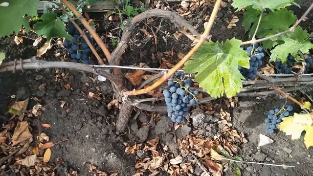 Винные сорта винограда, темные. смотреть онлайн