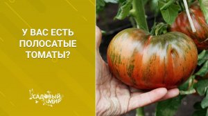 У вас есть полосатые томаты? Попробуйте "Амурского тигра"!
