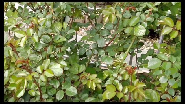 Загоризонталивание побегов у роз для получения декоративного куста-розетки. смотреть онлайн