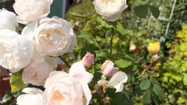 English Rose Garden Walk Around | Garden Tour | David Austin Roses | Heather | Gladioli | Tomatoes смотреть онлайн