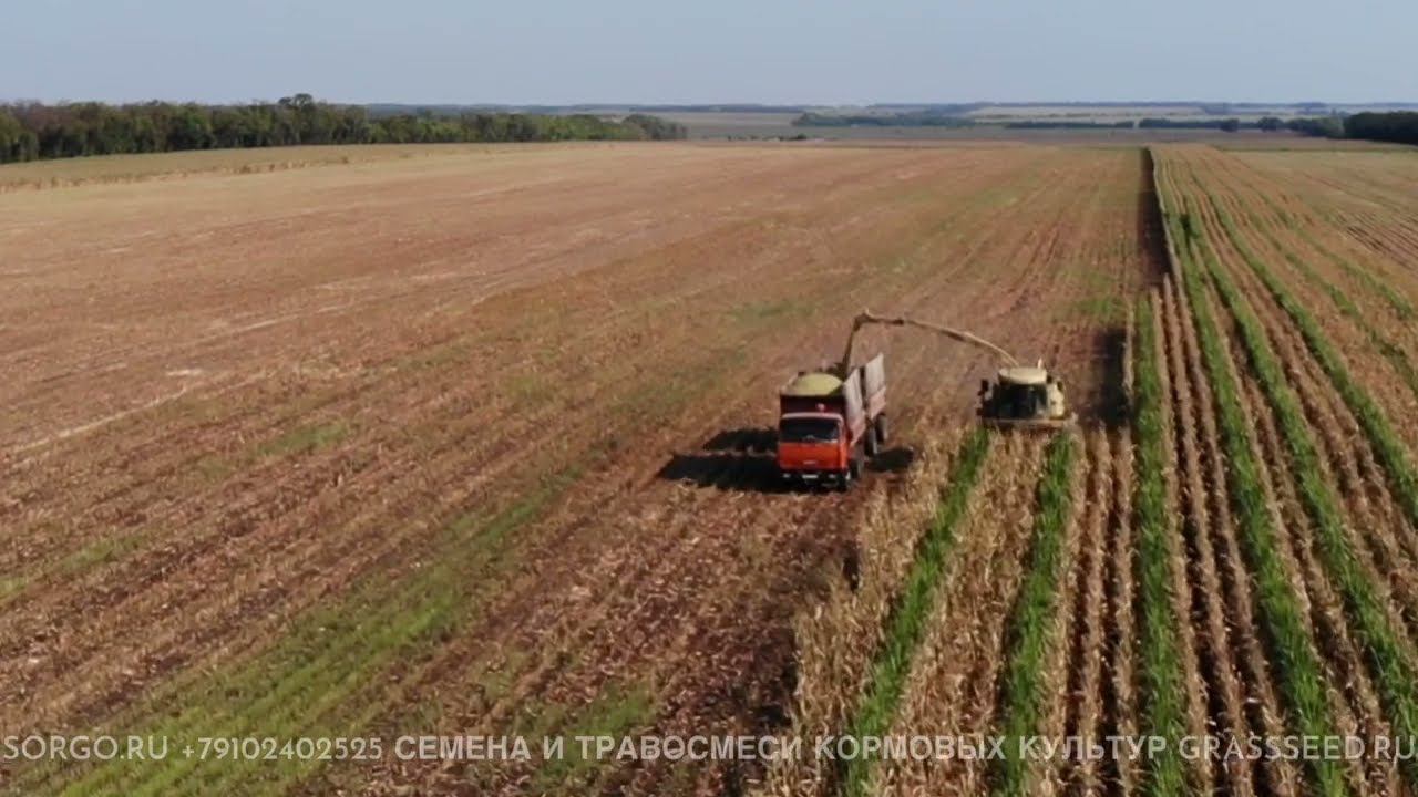 Бинарные посевы с Нутритоп Стар BMR Сорго + кукуруза binary crops of #corn and #sorghum смотреть онлайн