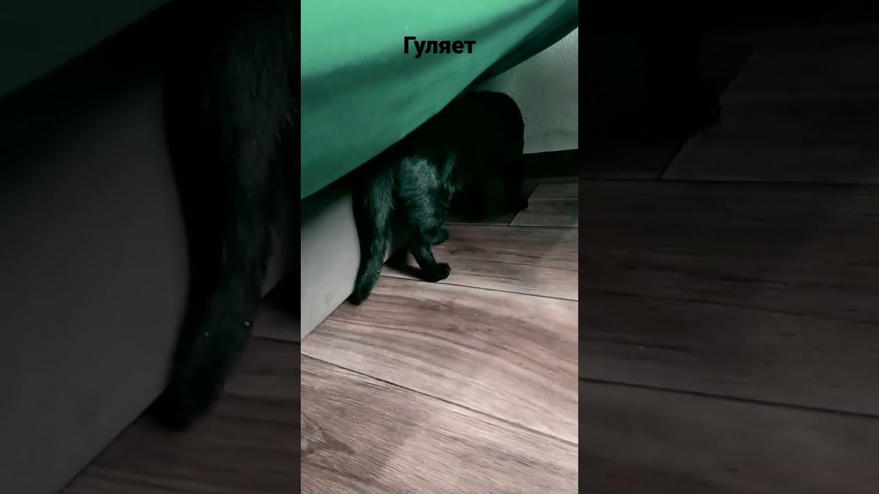 Что Марк делает с Чернышом??? смотреть онлайн