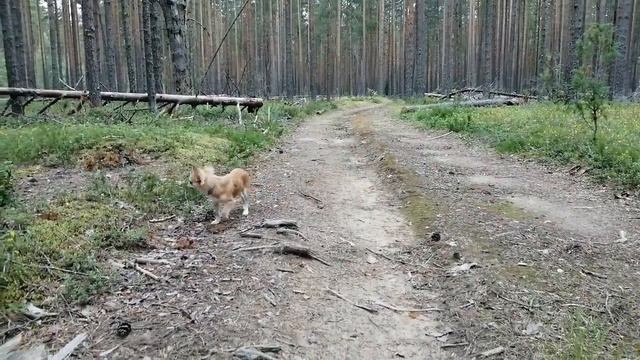 Чихуахуа Торри в лесу смотреть онлайн