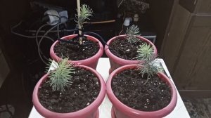 Годовалые голубые ели высаженные из семян, выращенные дома.