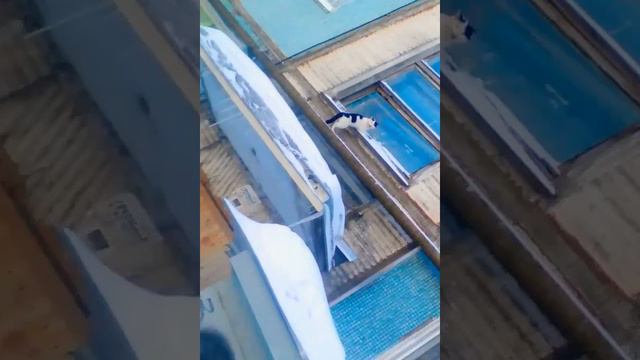 Лапа котик скребётся смотреть онлайн