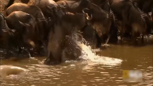 Ужасные моменты охоты на крокодила - Атака и борьба животных - Крокодил, Лев, Бородавочник, Слон смотреть онлайн