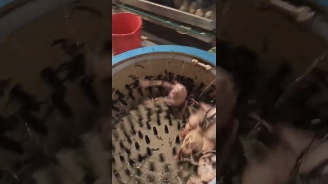 Тестирование перосьемной машины для ощипа перепелов. смотреть онлайн