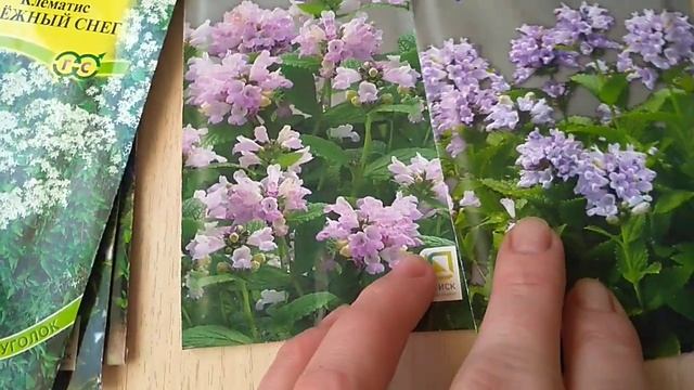 Рассада многолетних. Котовник , Наперстянка, Вероника.