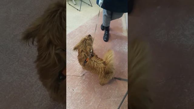случайный норвич терьер смотреть онлайн