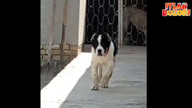 Online Itlar Bozori 🦮| Онлайн ИТЛАР БОЗОРИ‼️